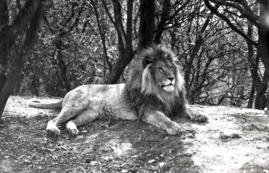 A Lion Lying Down Photographed at Whipsnade Zoo, 1935